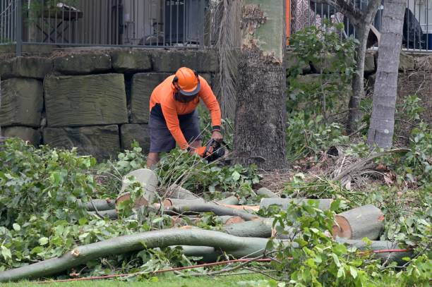 The Steps Involved in Our Tree Care Process in Westmont, CA